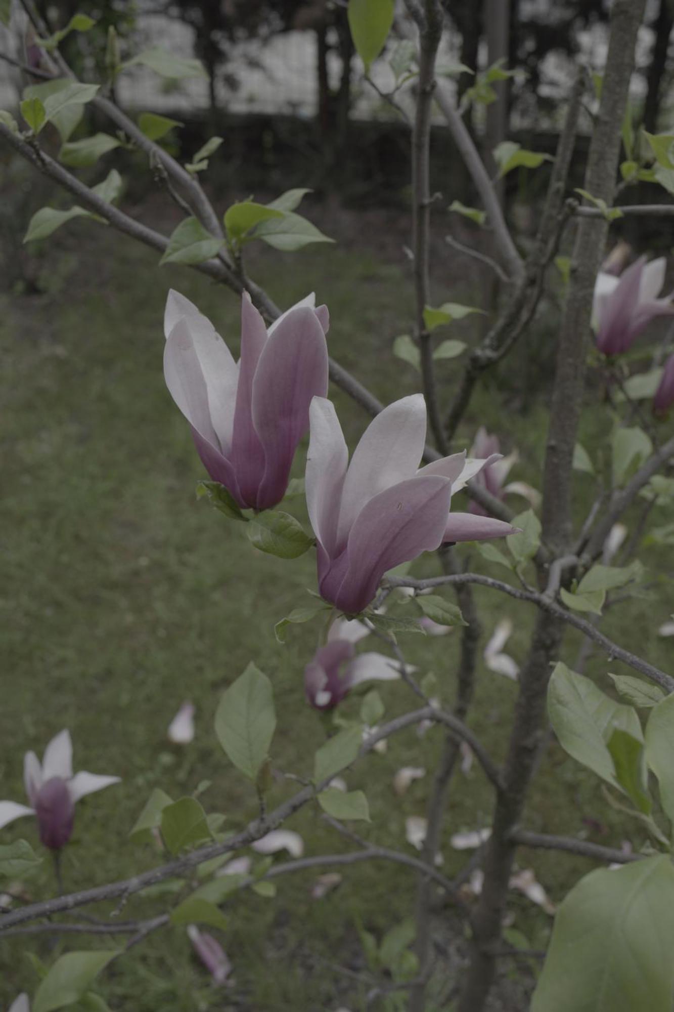 Pensiunea Magnolia Ocna Şugatag Eksteriør bilde
